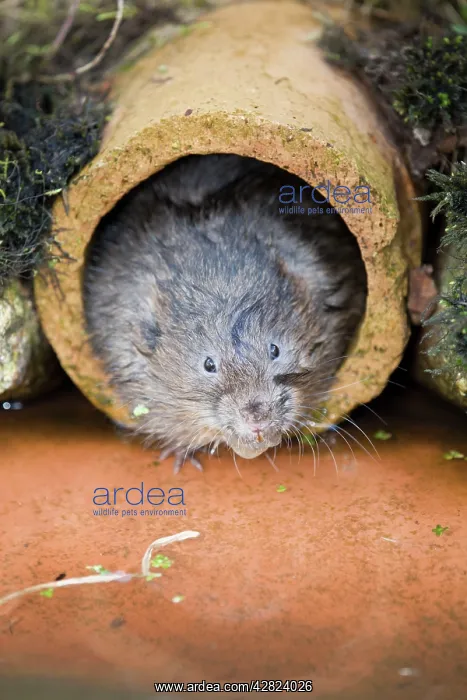 : Water Vole - emerging from drain pipe : Water Vole - emerging from drain pipe