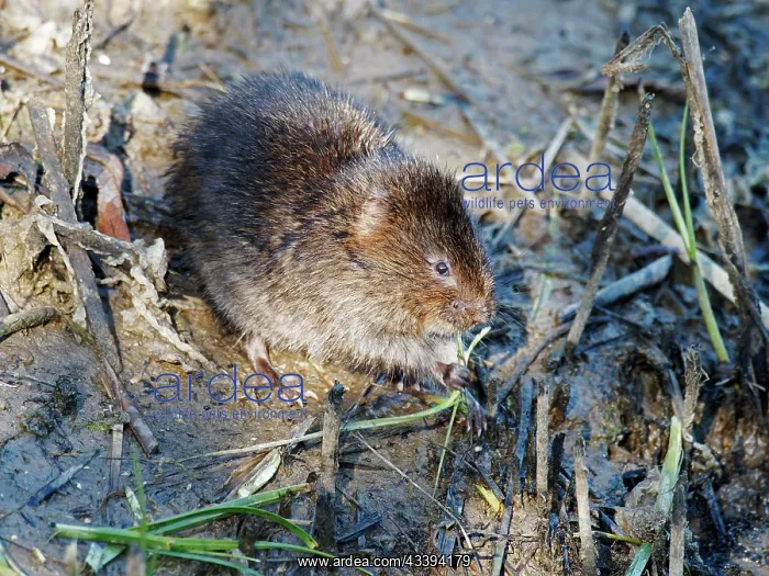 : Water Vole - feeding Arvicola amphibius Essex, UK : Water Vole - feeding Arvicola amphibius Essex, UK