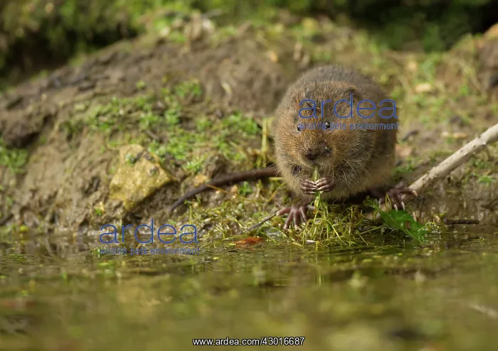  : Water Vole feeding at bank of stream April