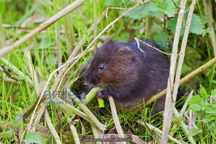 : Water Vole - feeding on reed : Water Vole - feeding on reed