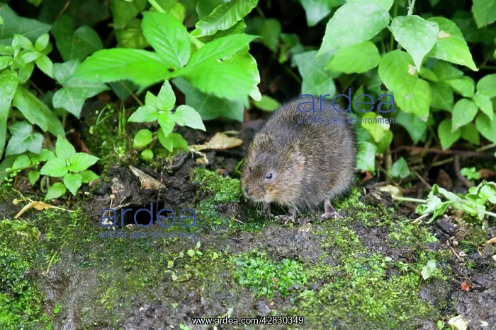 : Water Vole - Feeding on river bank : Water Vole - Feeding on river bank