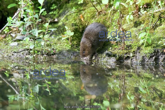 : Water Vole - Feeding on river bank : Water Vole - Feeding on river bank