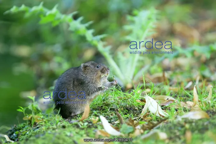 : Water Vole - Feeding on river bank : Water Vole - Feeding on river bank