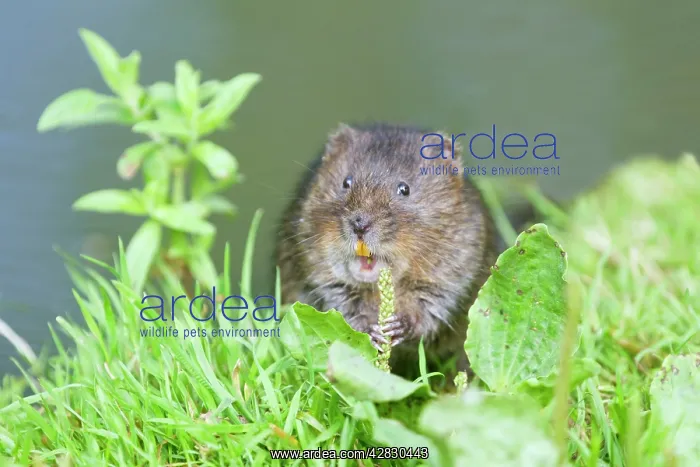 : Water Vole - Feeding on river bank : Water Vole - Feeding on river bank