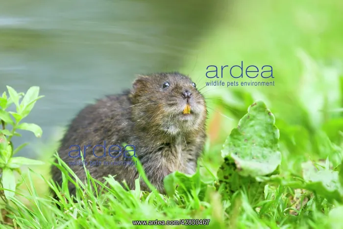 : Water Vole - Feeding on river bank : Water Vole - Feeding on river bank