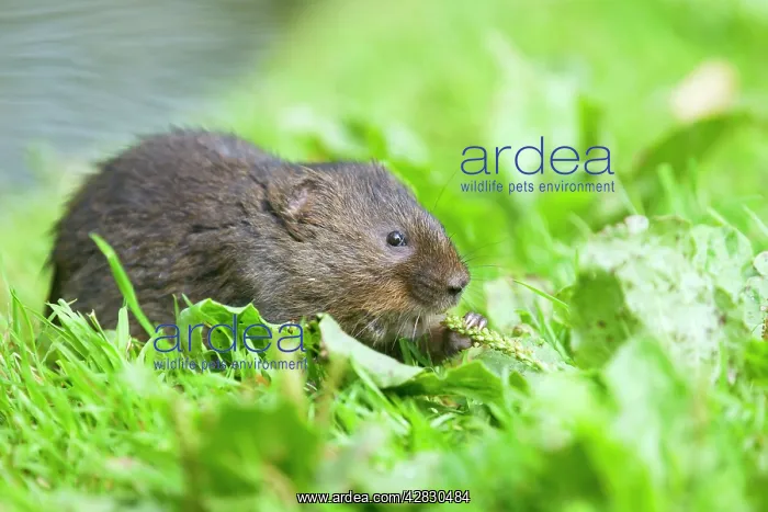 : Water Vole - Feeding on river bank : Water Vole - Feeding on river bank