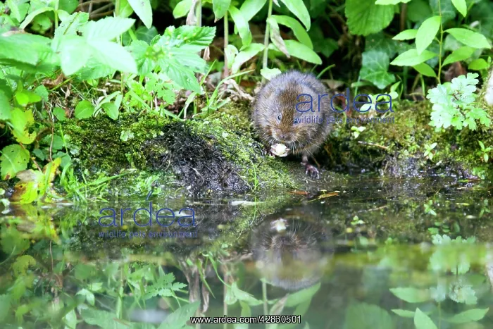 : Water Vole - Feeding on river bank : Water Vole - Feeding on river bank