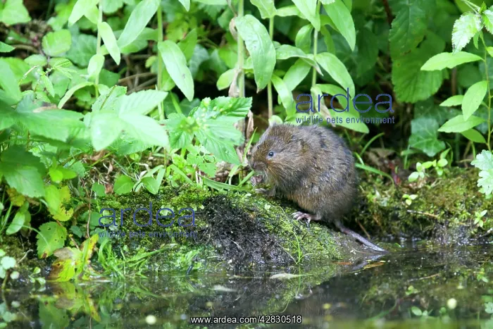 : Water Vole - Feeding on river bank : Water Vole - Feeding on river bank