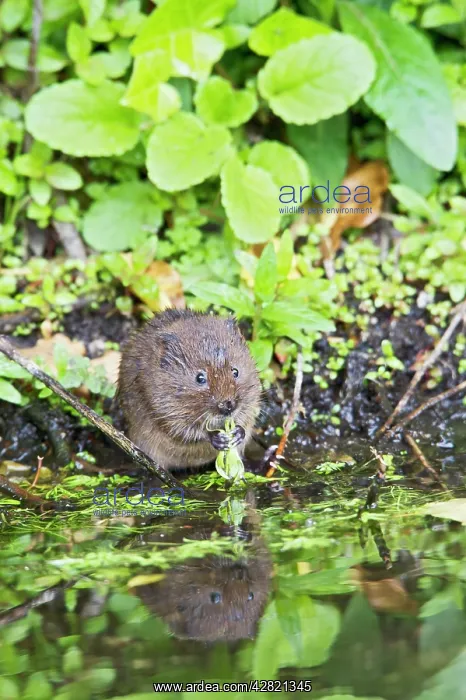 : Water Vole - feeding by water : Water Vole - feeding by water