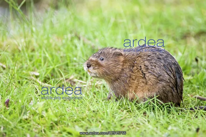 : Water vole - In grass looking up : Water vole - In grass looking up