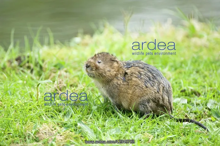 : Water vole - Looking up on grass bank beside canal : Water vole - Looking up on grass bank beside canal