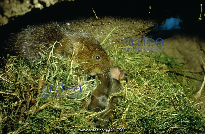 : WATER VOLE - Mother and Babies : WATER VOLE - Mother and Babies