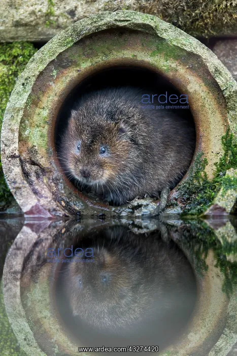 : Water Vole - In Pipe - UK : Water Vole - In Pipe - UK