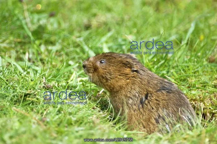 : Water vole - Poking head out of burrow in grass : Water vole - Poking head out of burrow in grass