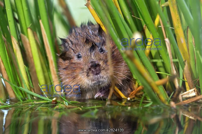 : Water Vole - in reeds by water : Water Vole - in reeds by water