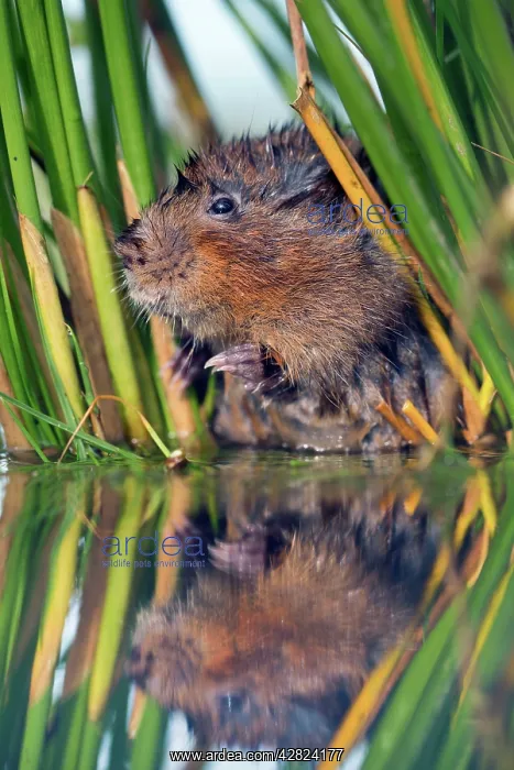 : Water Vole - in reeds by water : Water Vole - in reeds by water
