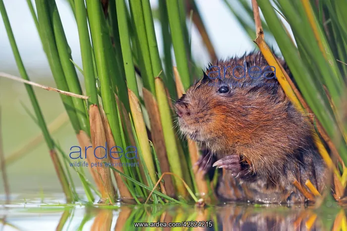 : Water Vole - in reeds by water : Water Vole - in reeds by water