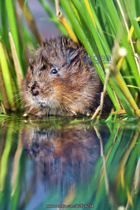 : Water Vole - in reeds by water : Water Vole - in reeds by water