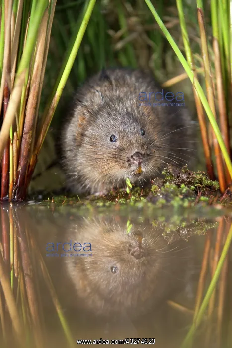 : Water Vole - with reflection : Water Vole - with reflection