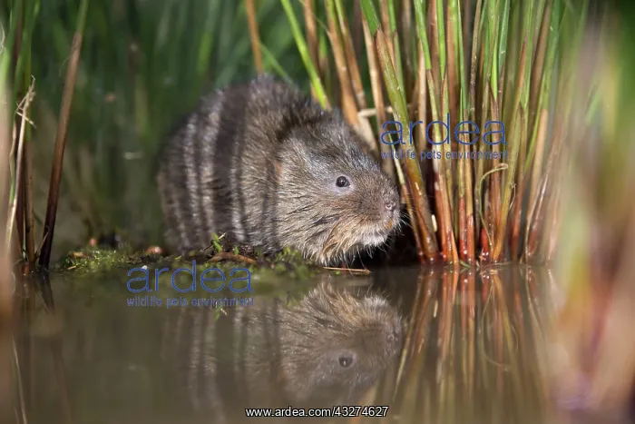 : Water Vole - with reflection : Water Vole - with reflection