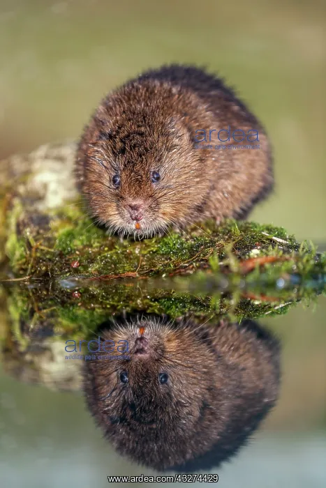 : Water Vole - With Reflection - UK : Water Vole - With Reflection - UK