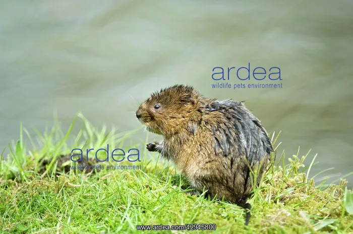 : Water vole - Sitting up on banks of canal : Water vole - Sitting up on banks of canal