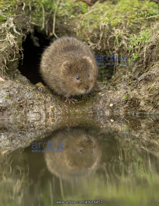 : Water Vole sitting by burrow at stream with reflection : Water Vole sitting by burrow at stream with reflection