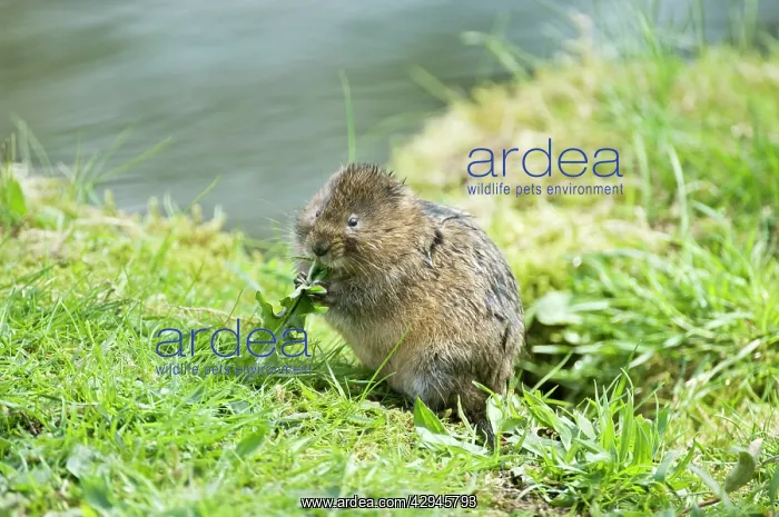 : Water vole - Sitting up eating dandelion leaf : Water vole - Sitting up eating dandelion leaf