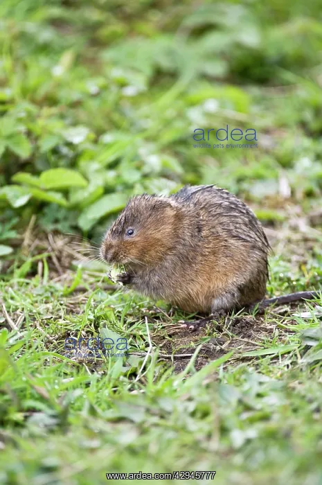 : Water vole - Sitting up with food in paws : Water vole - Sitting up with food in paws