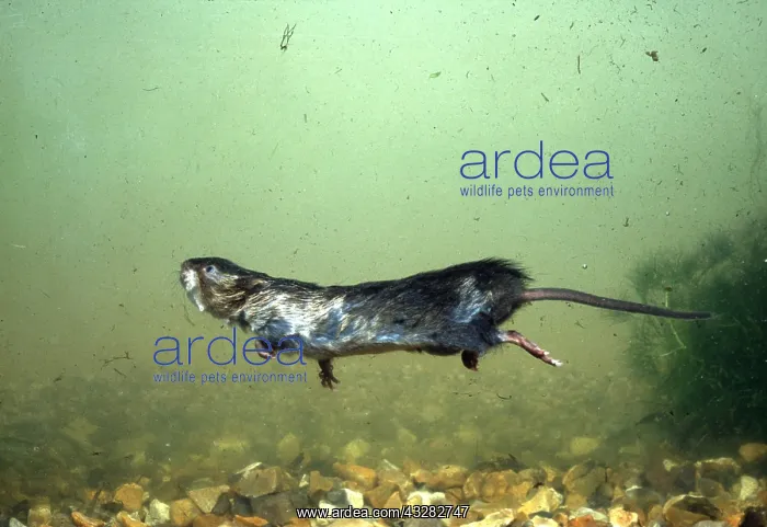 : Water Vole - swimming underwater : Water Vole - swimming underwater