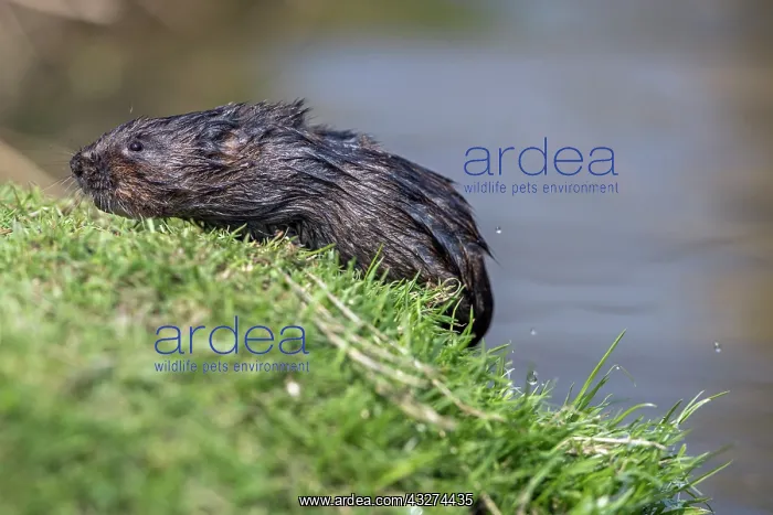: Water Vole - UK : Water Vole - UK