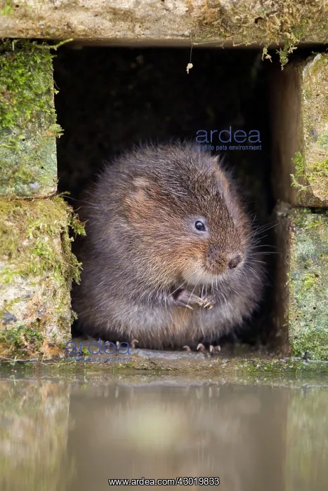  : Water Vole by water
