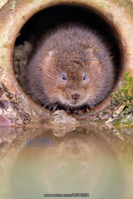  : Water Vole by water