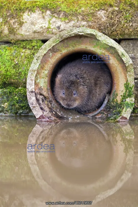 : Water Vole by water : Water Vole by water