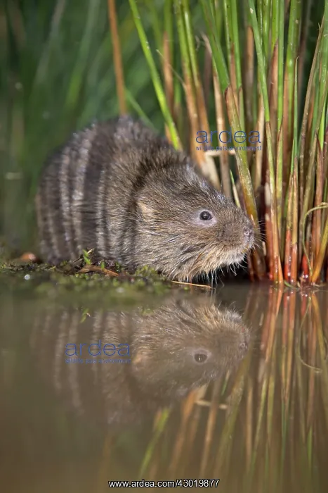  : Water Vole by water