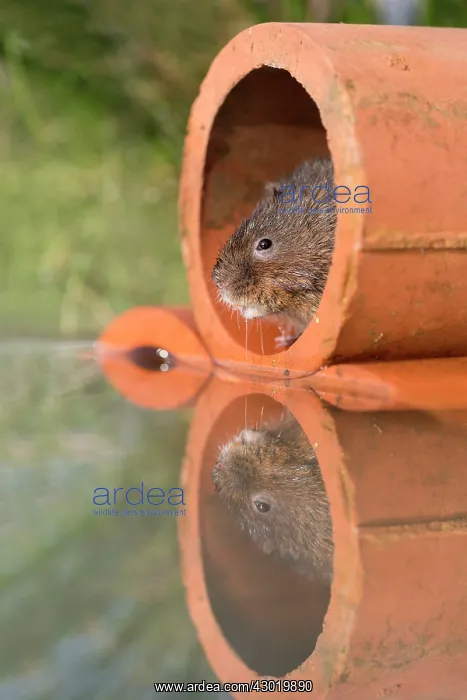 : Water Vole by water