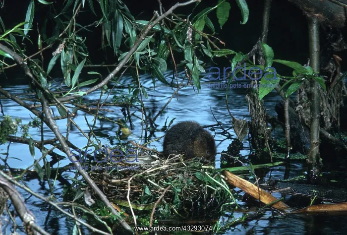 : Water Vole by water : Water Vole by water