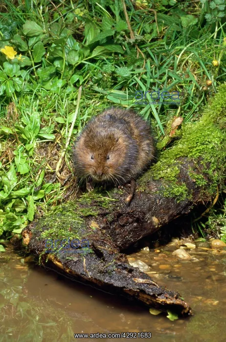 : WATER VOLE - at waterIs edge : WATER VOLE - at waterIs edge