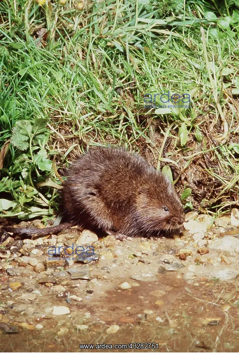 : WATER VOLE - at water's edge : WATER VOLE - at water's edge