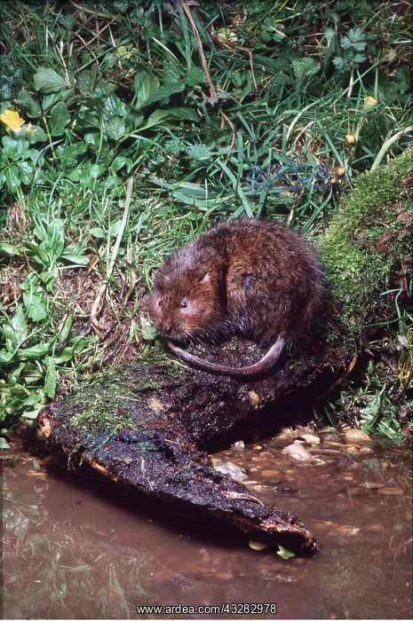 : WATER VOLE - at water's edge : WATER VOLE - at water's edge