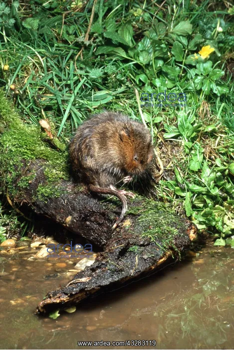 : WATER VOLE - at water's edge : WATER VOLE - at water's edge
