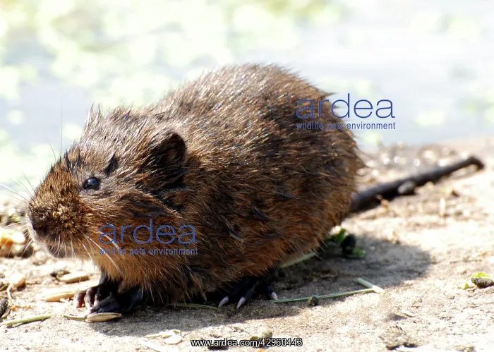 : Water Vole - with wet fur : Water Vole - with wet fur