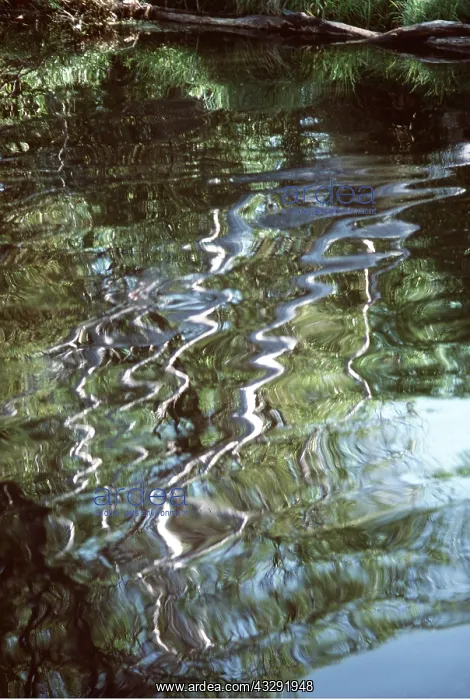 : WATER - White trunks reflected in rippled water : WATER - White trunks reflected in rippled water