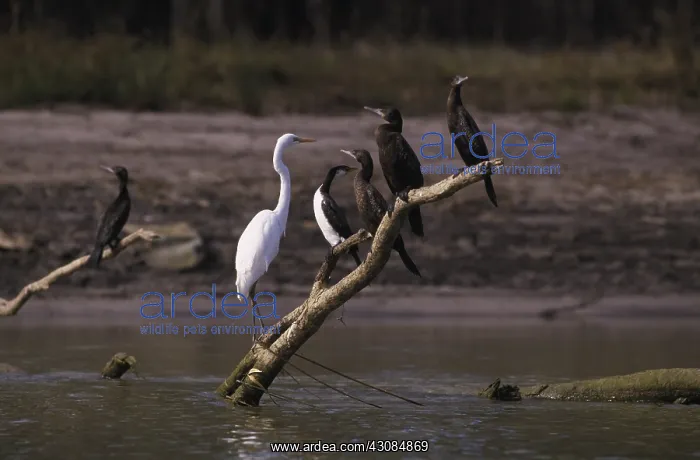 : Waterbirds, Barmah Forest, Australia : Waterbirds, Barmah Forest, Australia