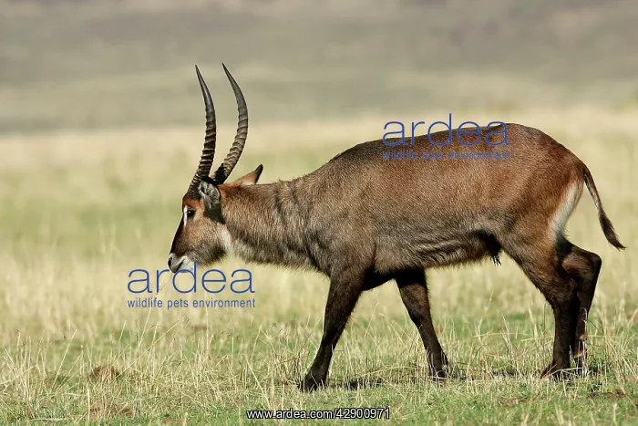  : Waterbuck (Kobus ellipsiprymnus). Maasai Mara National Park - Kenya - Africa