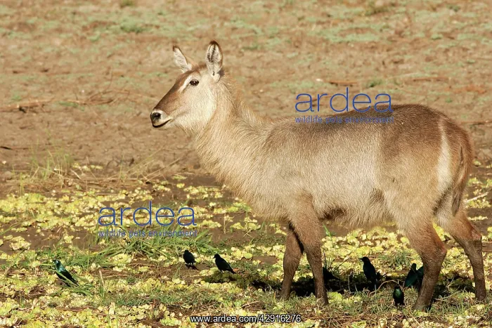 : Waterbuck (Kobus ellipsiprymnus). South Luangwa Valley National Park - Zambia - Africa : Waterbuck (Kobus ellipsiprymnus). South Luangwa Valley National Park - Zambia - Africa