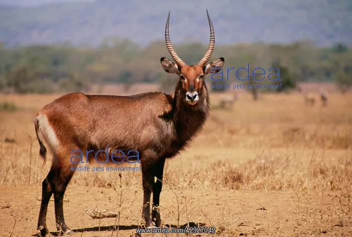 : Waterbuck (Kobus ellipsiprymnus). Waterbuck MI 761Kobus ellipsiprymnuse : Waterbuck (Kobus ellipsiprymnus). Waterbuck MI 761Kobus ellipsiprymnuse