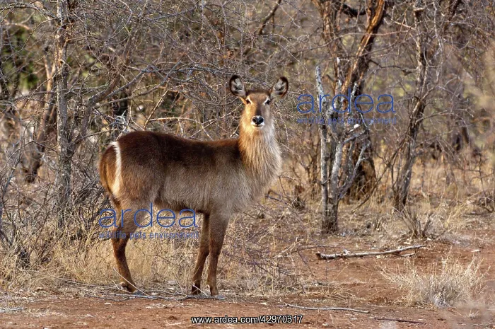 : Waterbuck (Kobus ellipsiprymnus). Kruger National Park - South Africa : Waterbuck (Kobus ellipsiprymnus). Kruger National Park - South Africa
