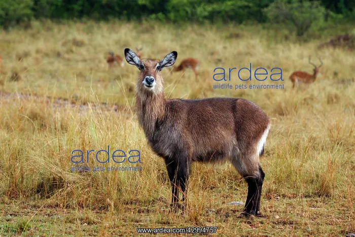 : Waterbuck (Kobus ellisiprymnus defassa). Masaimara Wildlife Reserve - Kenya - Africa : Waterbuck (Kobus ellisiprymnus defassa). Masaimara Wildlife Reserve - Kenya - Africa
