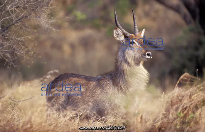 : Waterbuck - Adult male : Waterbuck - Adult male